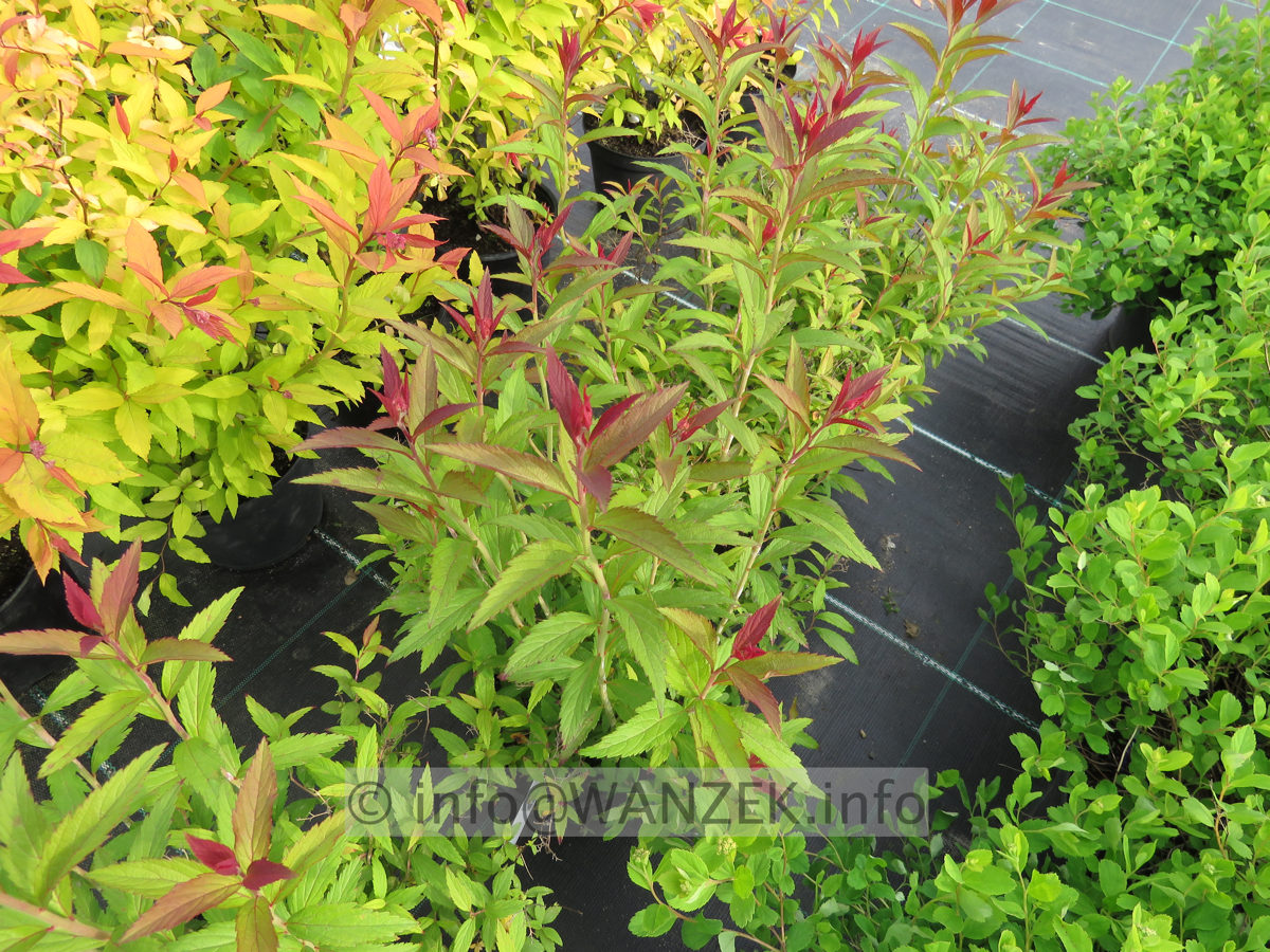 Spiraea japonica Darts Red 02 Austrieb.JPG